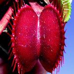 Venus Fly Trap 'Akai Ryu/Red Dragon’