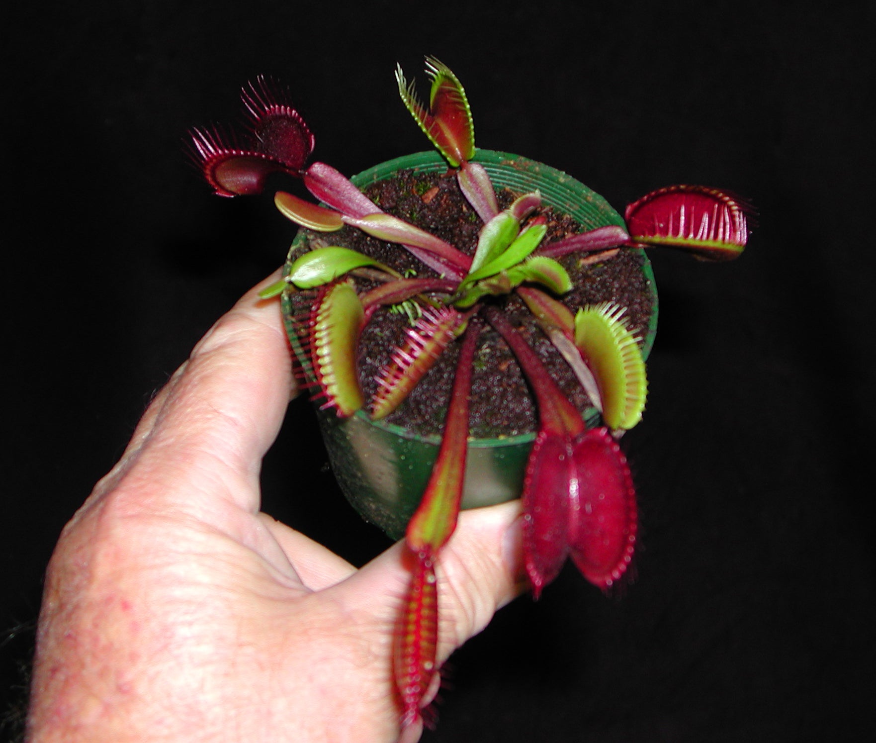 Dionaea muscipula 'Akai Ryu/Red Dragon' - Venus Fly Trap – Collectors ...