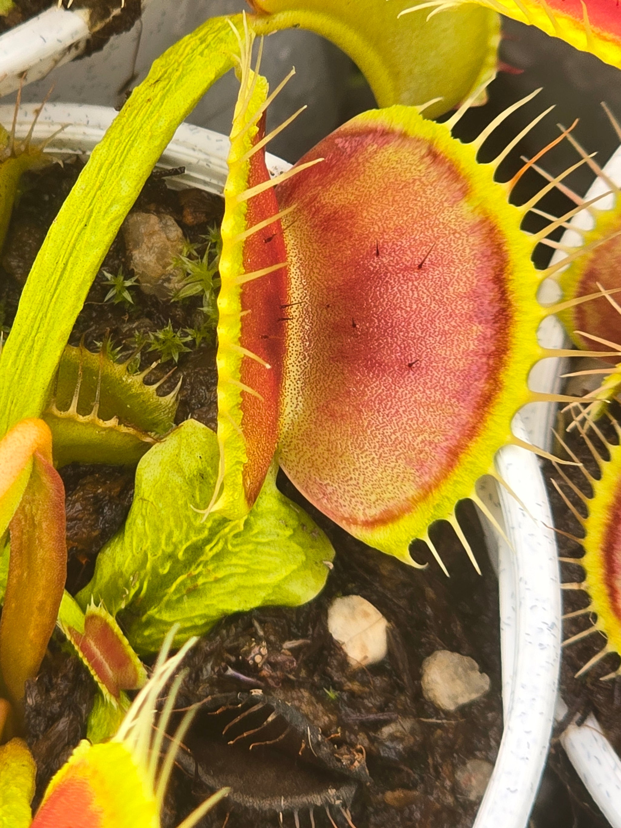Dionaea muscipula 'Chest Hair' – Winter Dormant Venus Flytrap