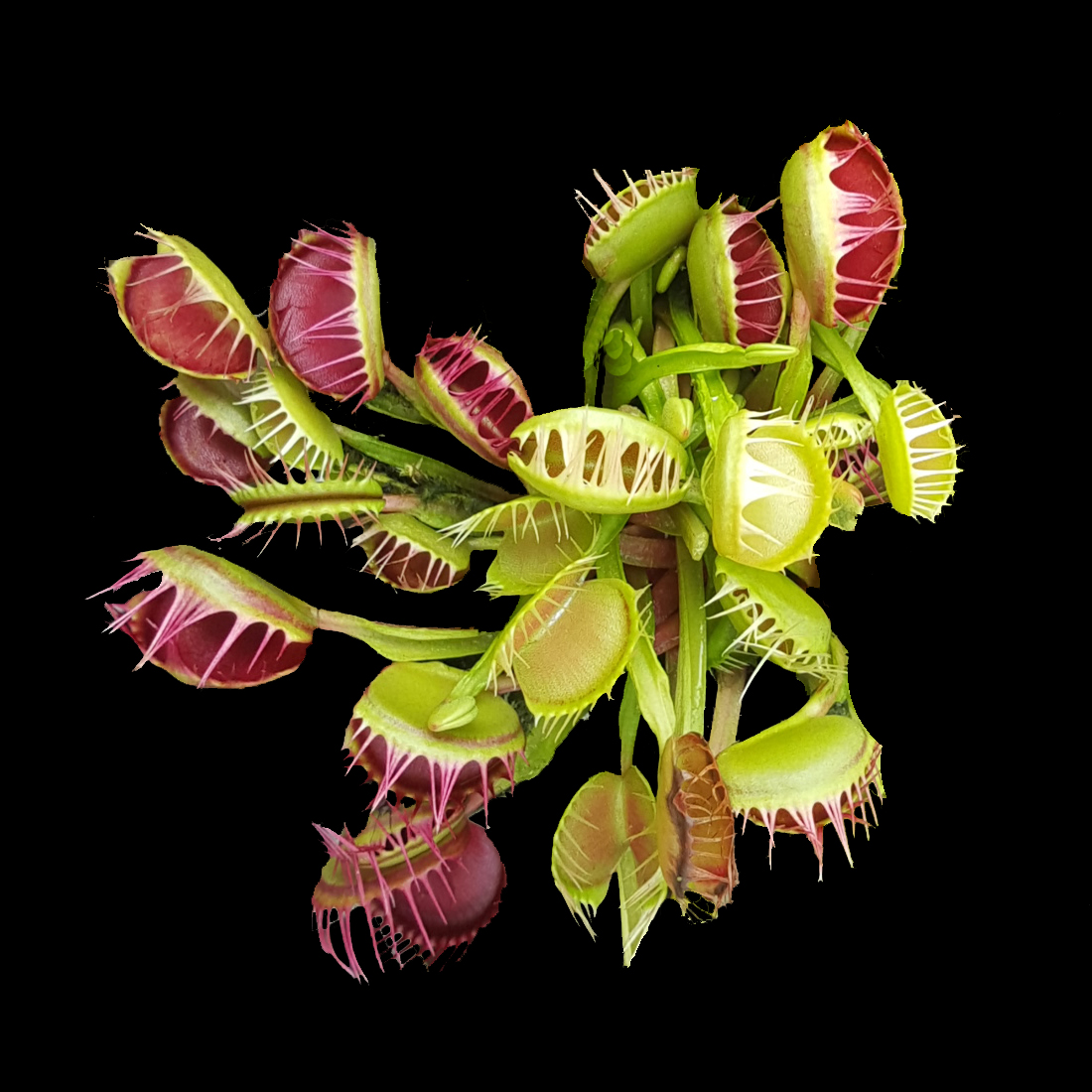 Dionaea muscipula 'Cross Tooth Freak' - Venus Flytrap with Fused Teeth