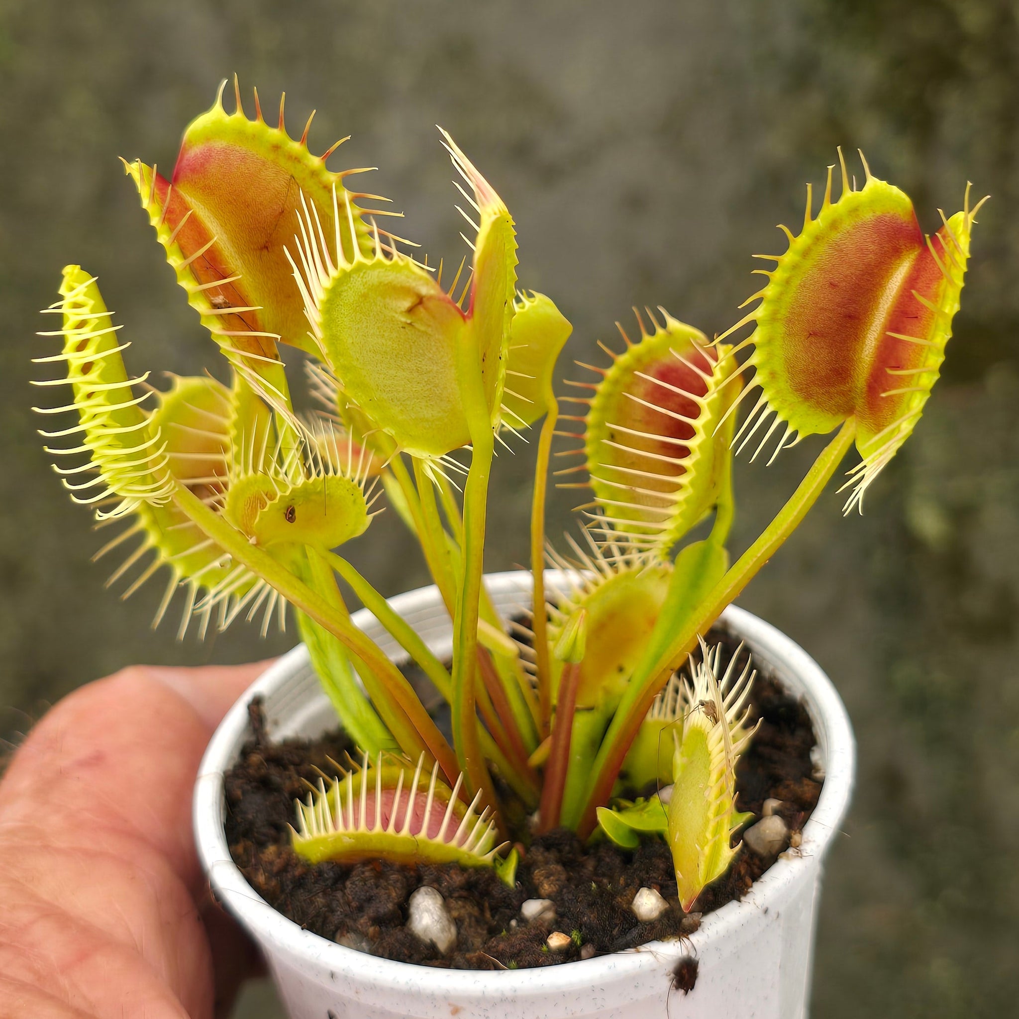 Dionaea muscipula 'Trichterfalle' – Winter Dormant Venus Flytrap