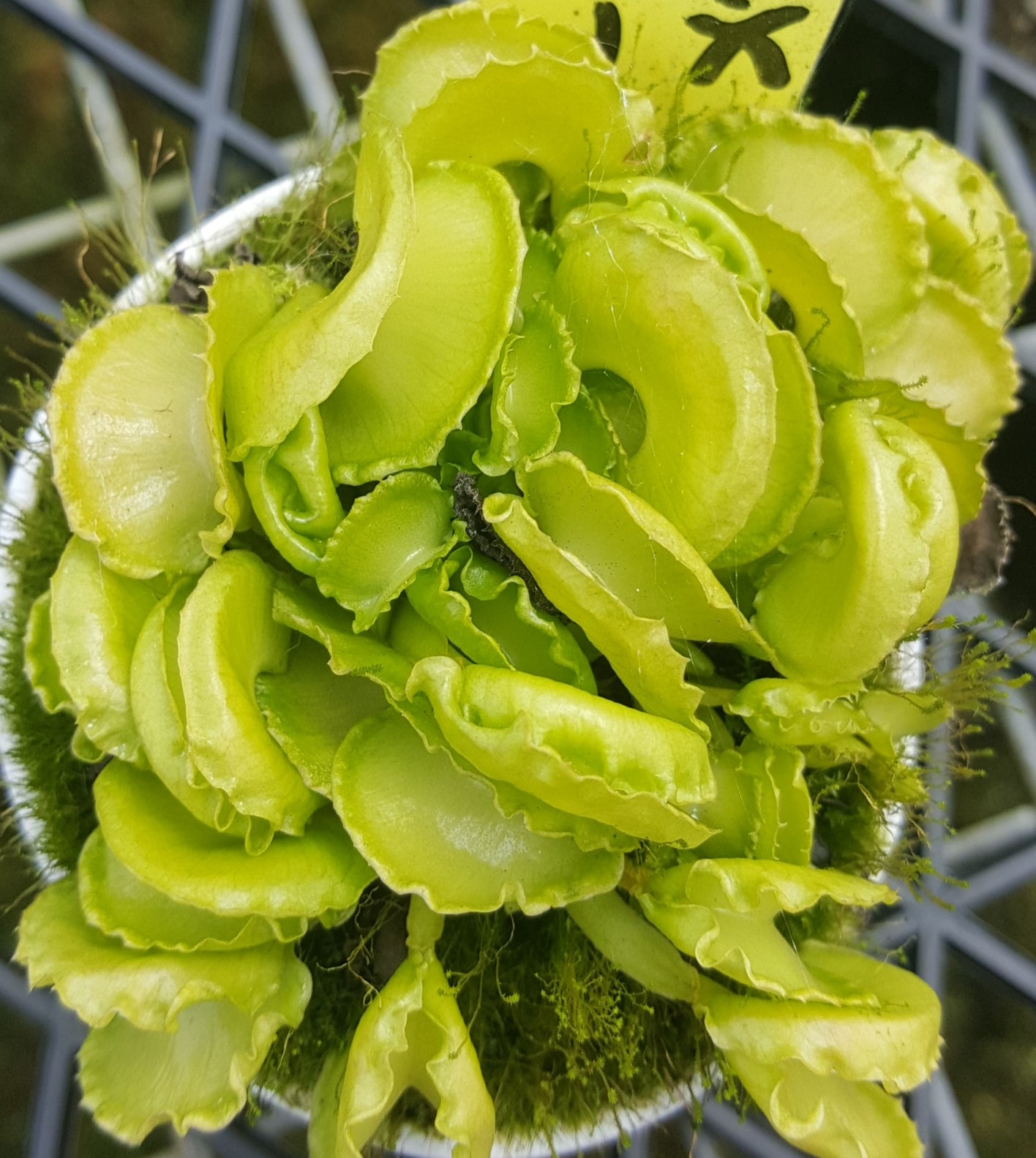 Dionaea muscipula 'Shell Tooth' - Unique Toothless Venus Flytrap