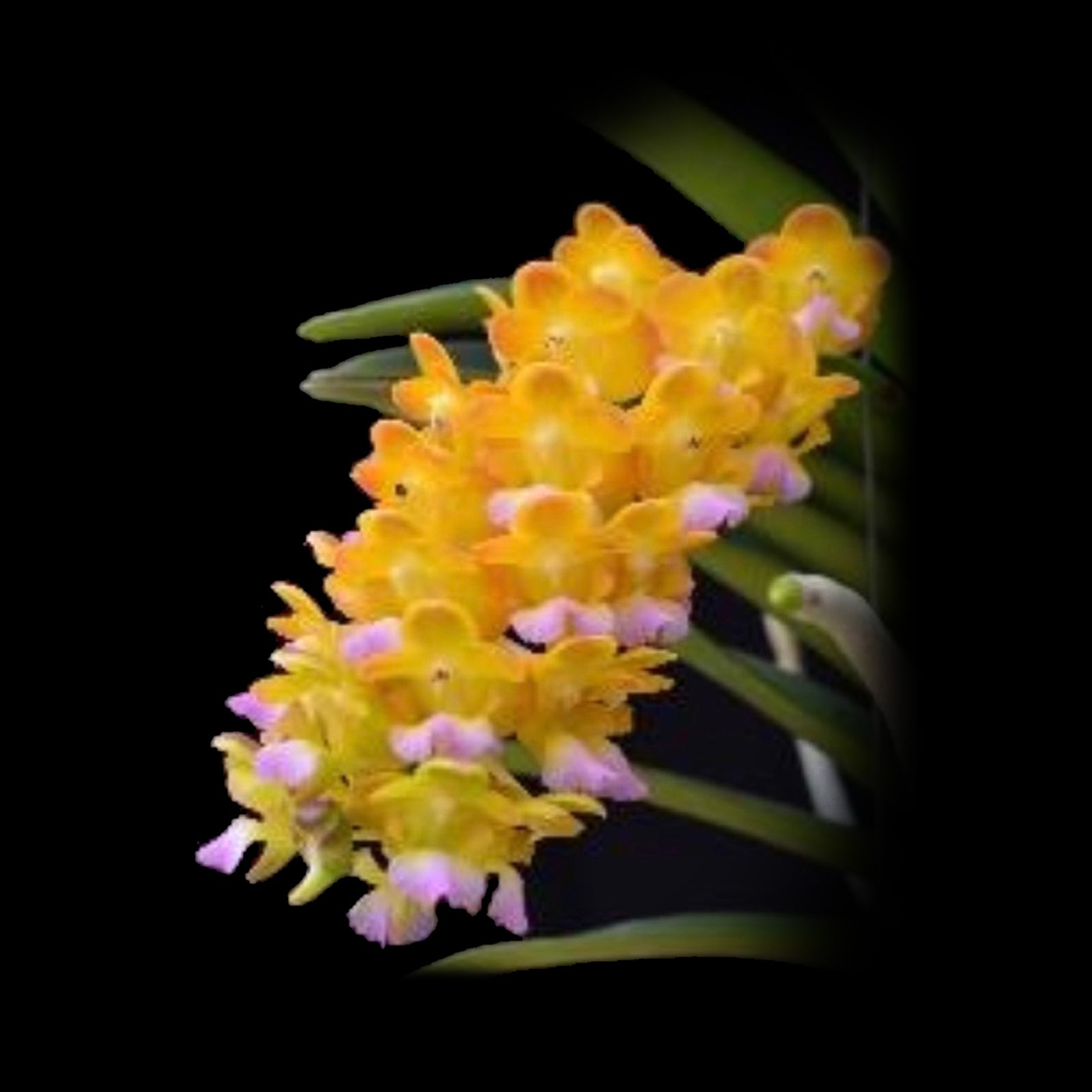 Vanda AR Bangkok Sunset × Aerides houlettiana