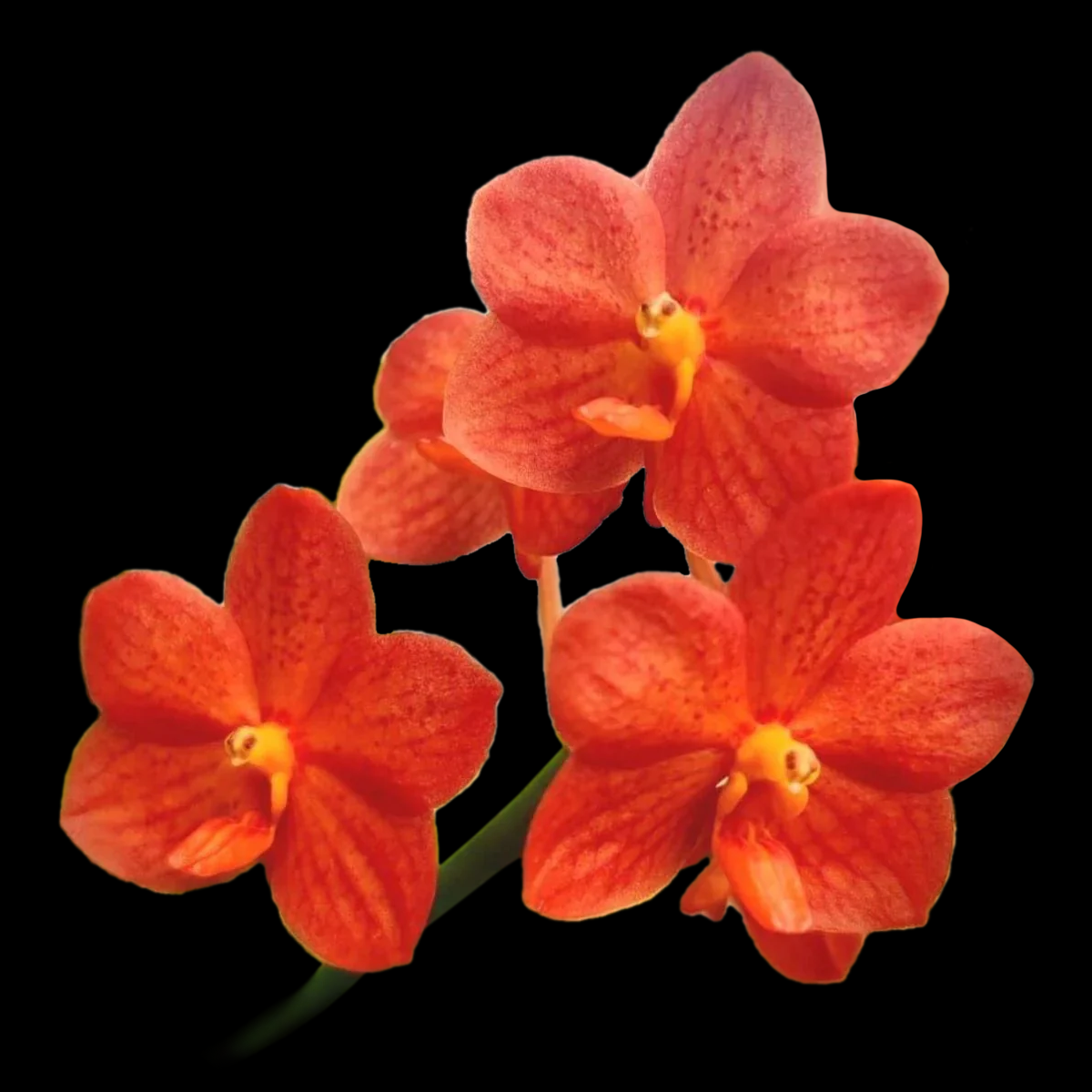 Vanda Allience Orchid JVB x Rattana