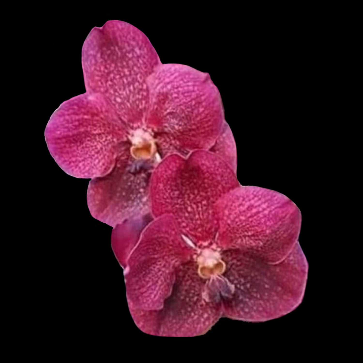 Vanda Dr Anek × Kulwadee