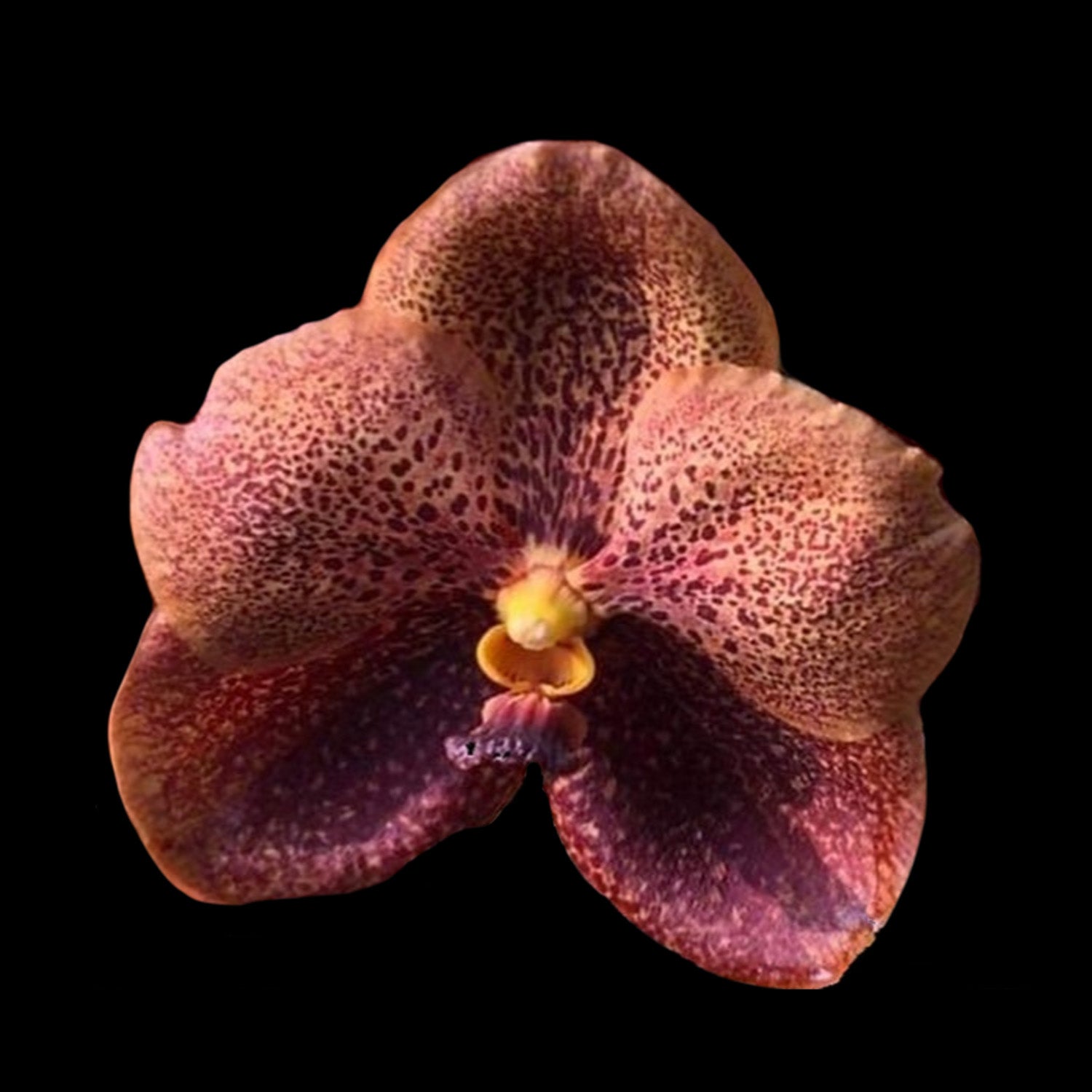 Vanda Fuchs Harvest Moon × Vanda Bitz Heartthrob