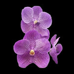 Vanda Gordon Dillan x Dr Anek