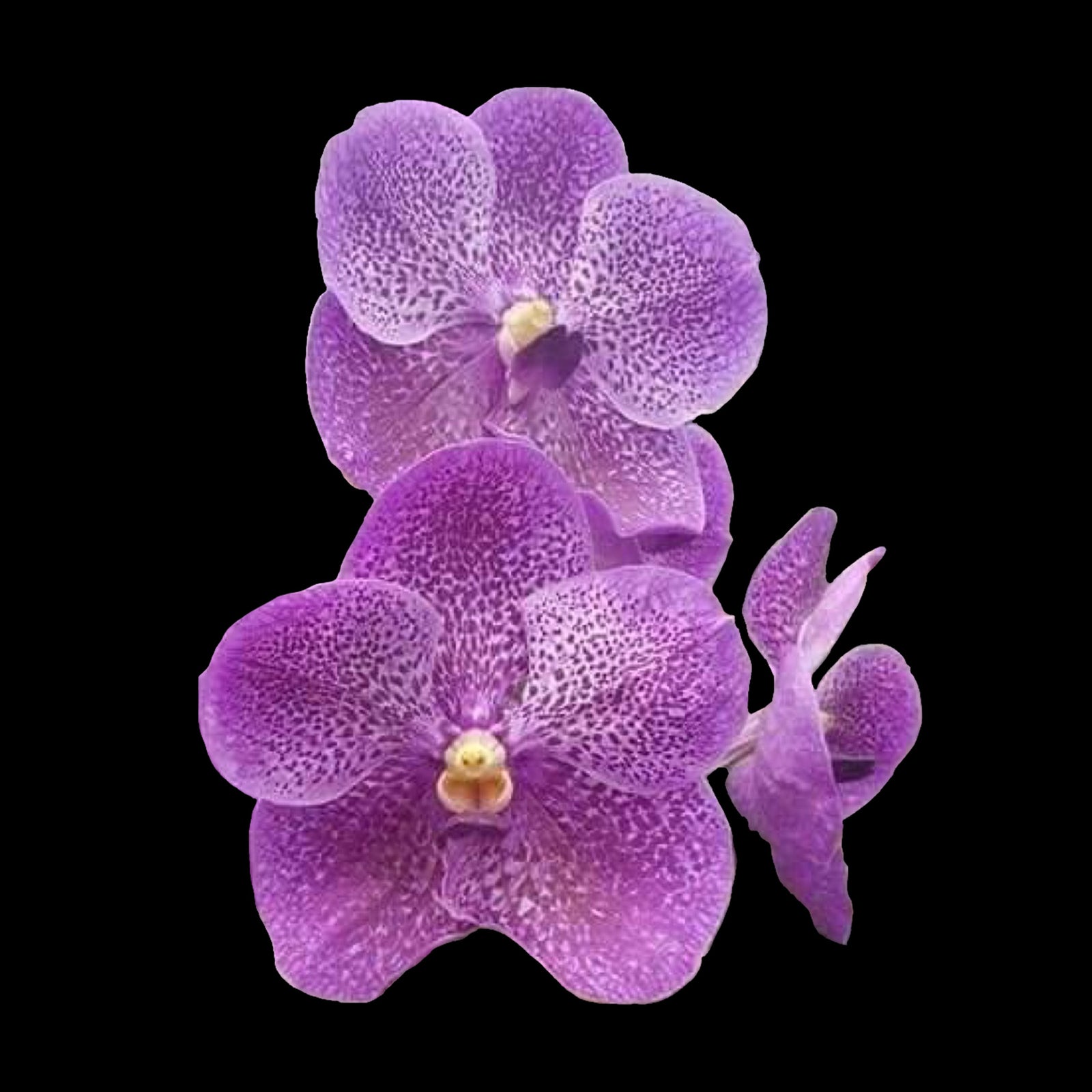 Vanda Gordon Dillan x Dr Anek