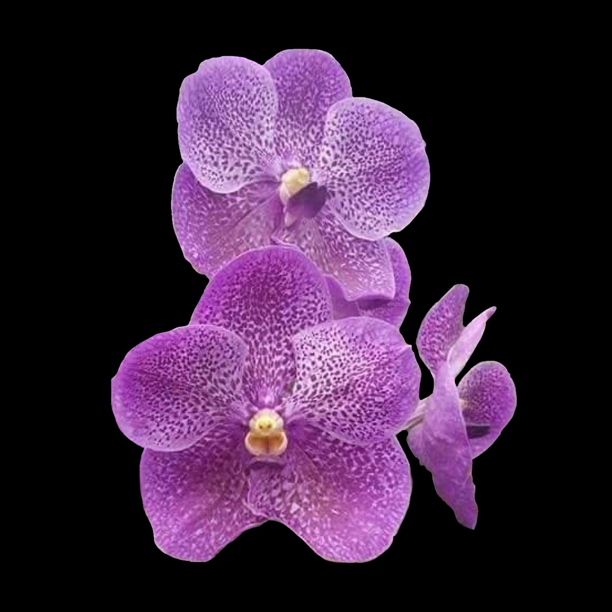 Vanda Gordon Dillan x Dr Anek