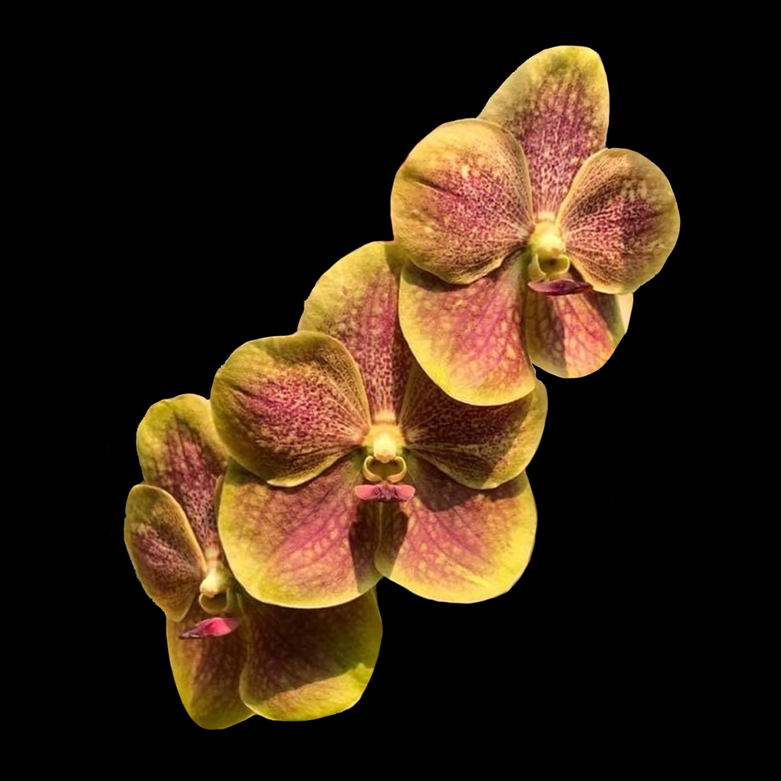 Vanda Nopporn Golden Dream × Taweesuksa
