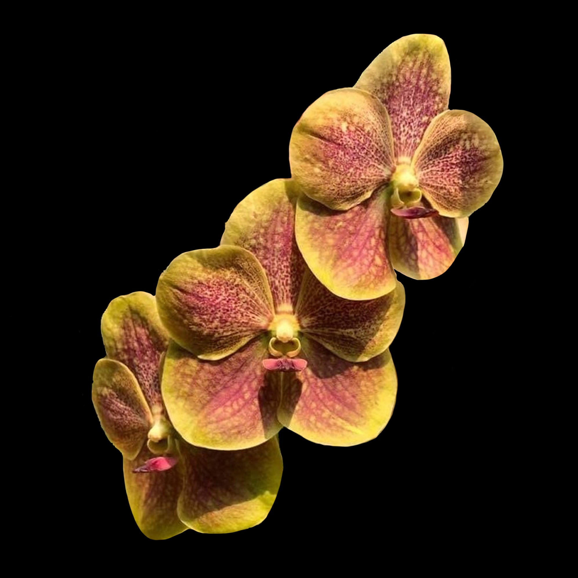 Vanda Nopporn Golden Dream × Taweesuksa