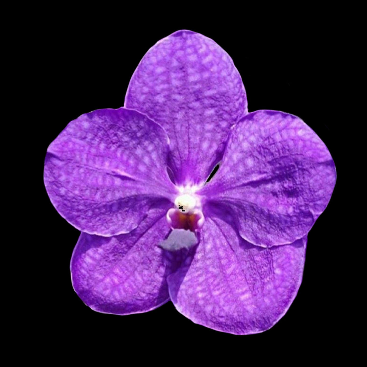 Vanda Pachara Blue