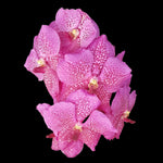 Vanda (Similam x Blitz) 'Pink'