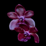 Vanda Sri Siam