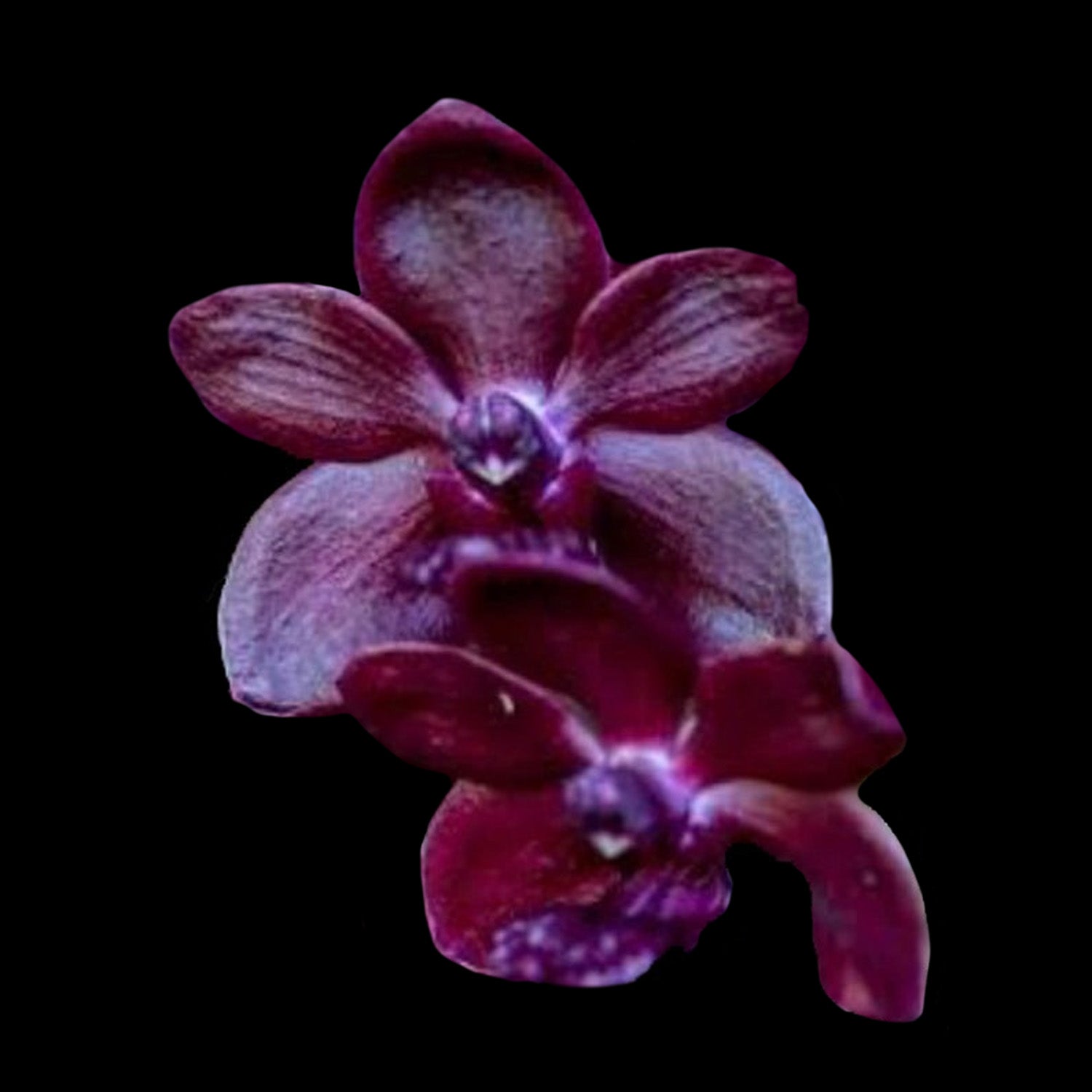 Vanda Sri Siam