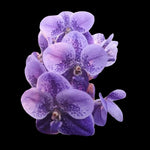 Vanda Two Tone Blue