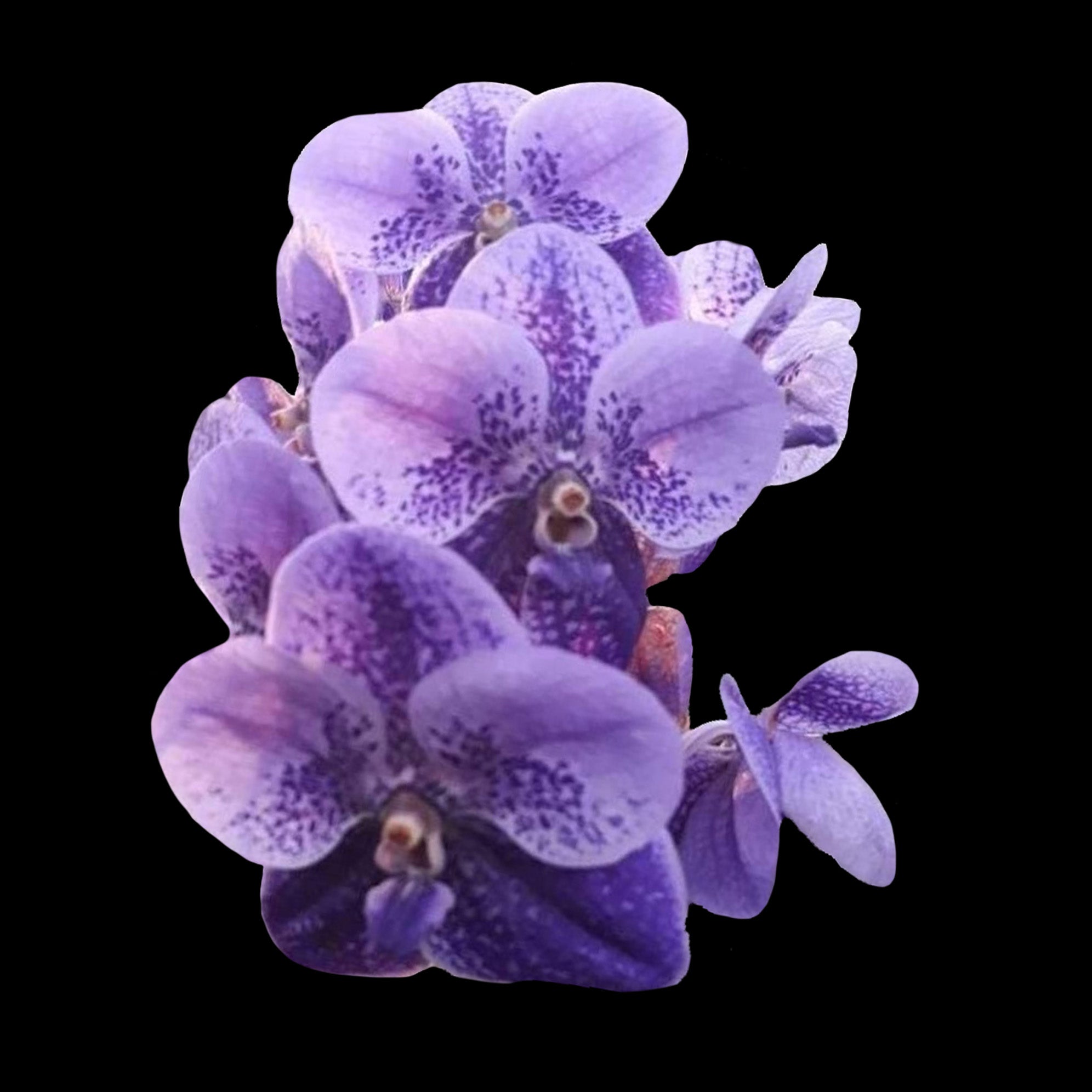Vanda Two Tone Blue