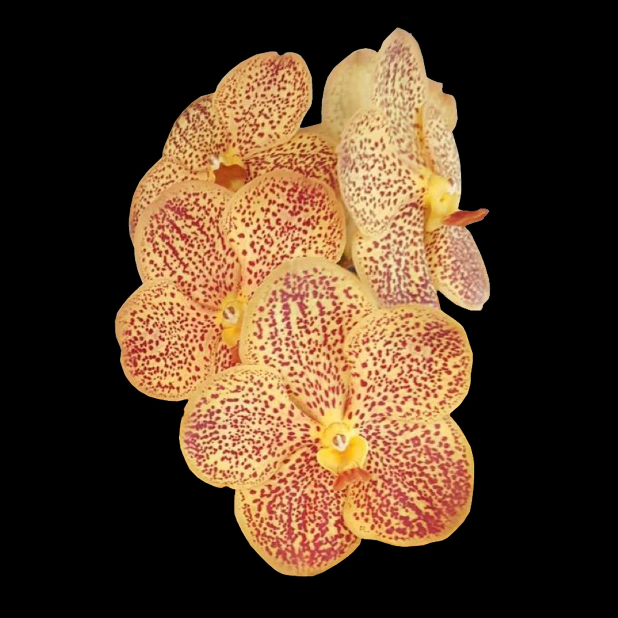 Vanda Yellow Spot