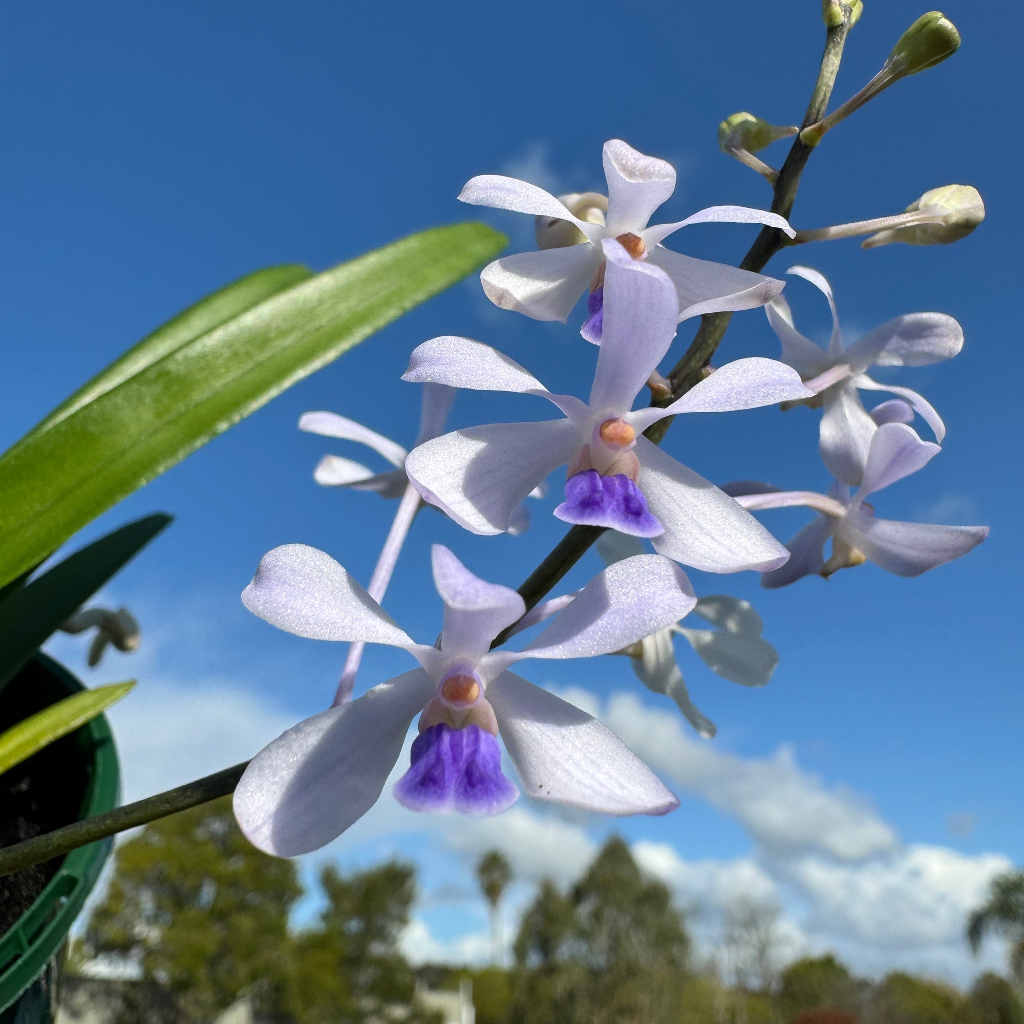 White and blue flowers of a Vanda Orchid