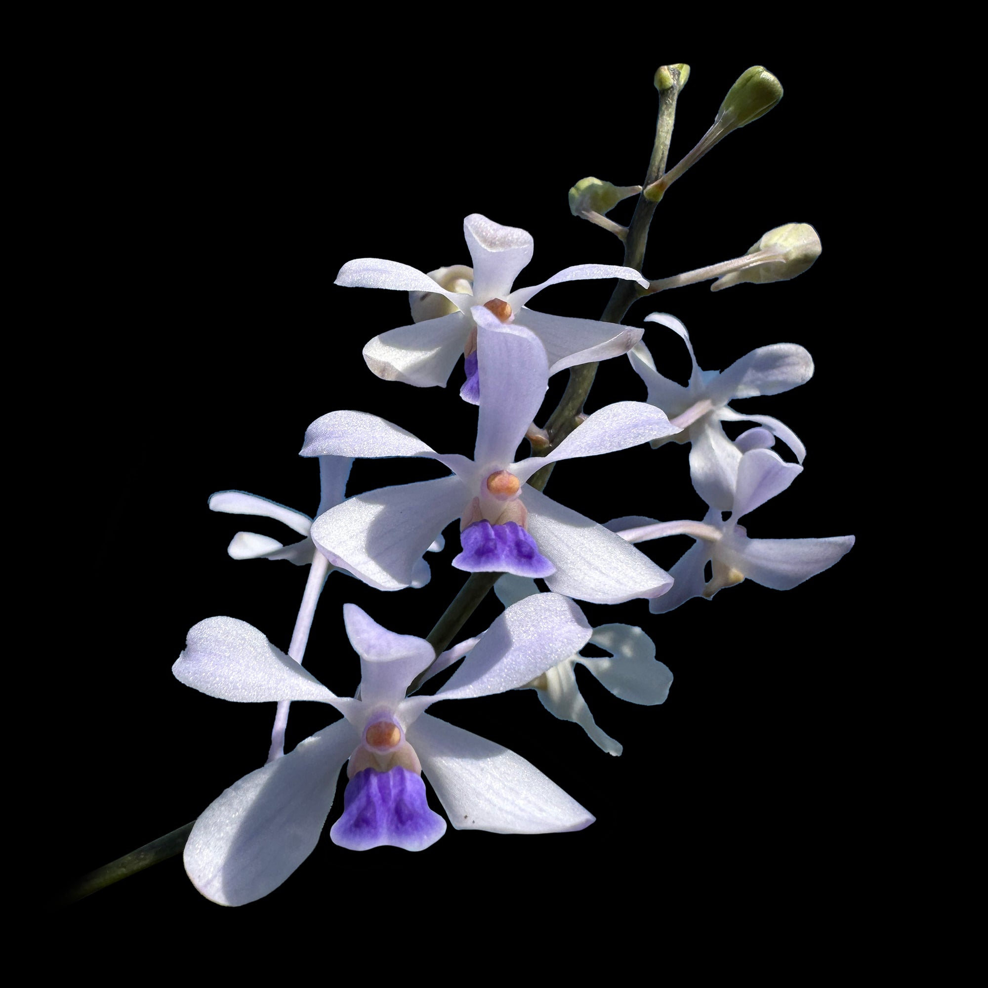 Vanda coerulescens 'The Sky Blue Vanda'