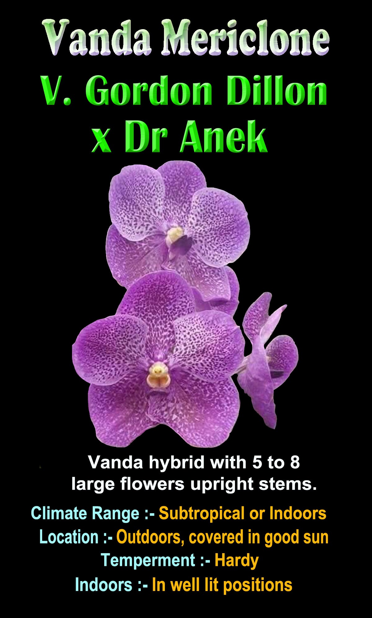 Vanda Allience Orchid   Gordon Dillan x Dr Anek