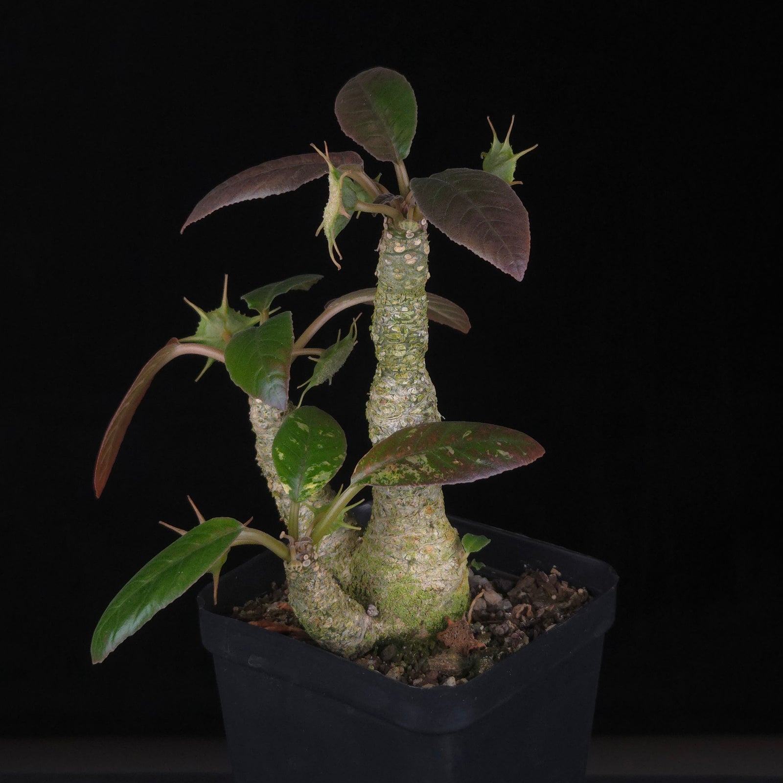 Dorstenia foetida Variegated