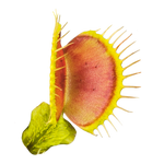 Dionaea muscipula 'Chest Hair' – Winter Dormant Venus Flytrap