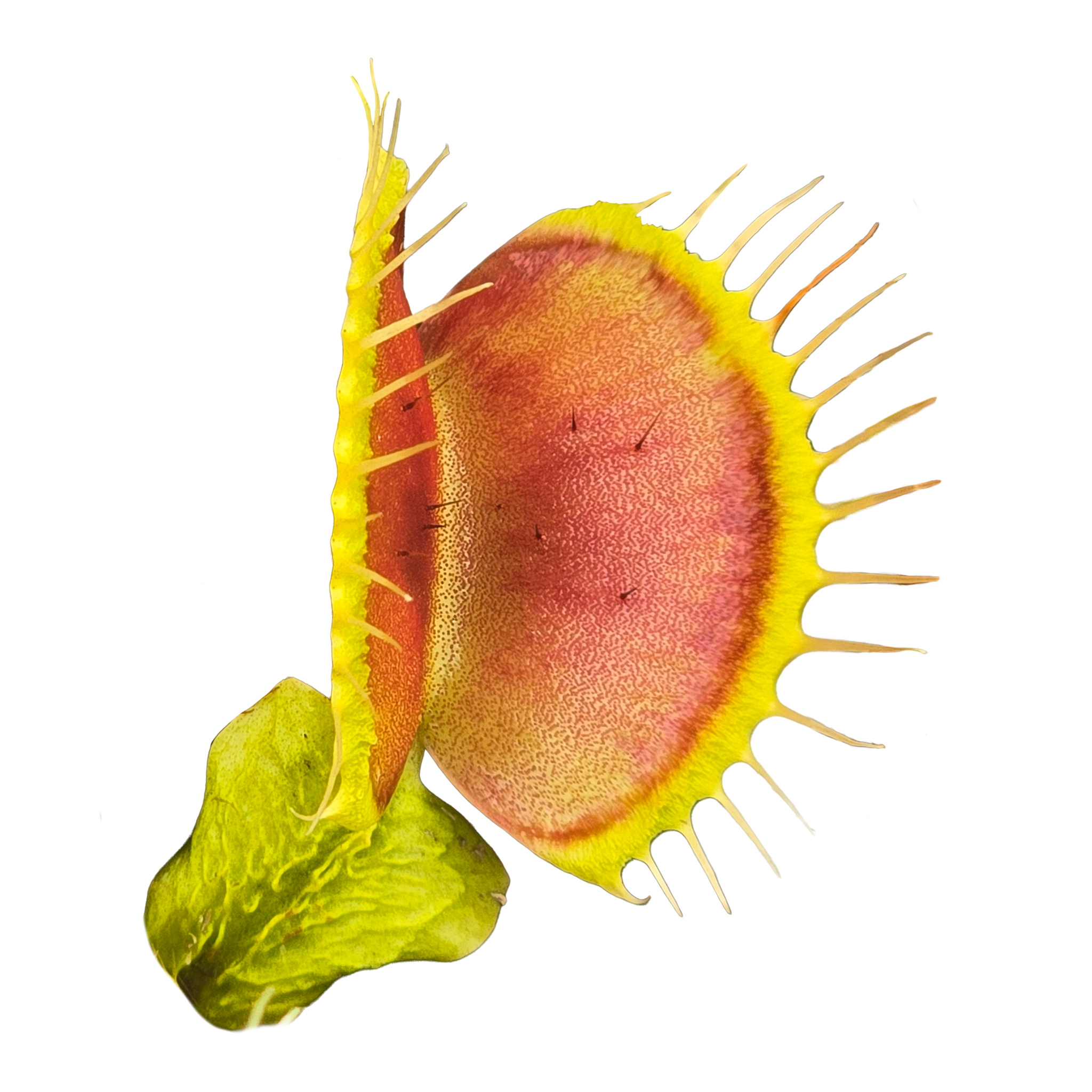 Dionaea muscipula 'Chest Hair' – Winter Dormant Venus Flytrap
