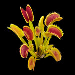 Dionaea muscipula 'Fake Dracula' – Winter Dormant - Venus Flytrap