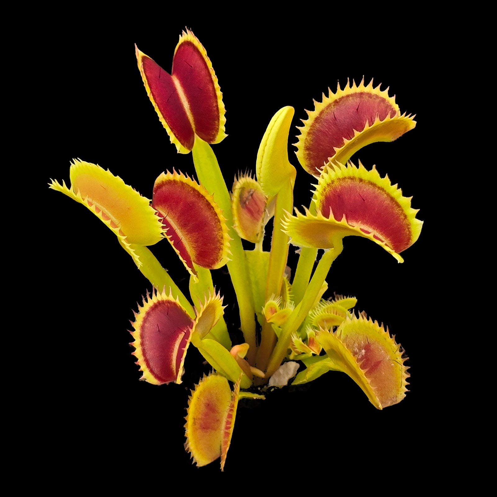 Dionaea muscipula 'Fake Dracula' – Winter Dormant - Venus Flytrap