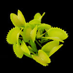 Dionaea muscipula 'Sharks Teeth' – Venus Fly Trap