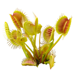 Dionaea muscipula 'Trichterfalle' – Winter Dormant Venus Flytrap