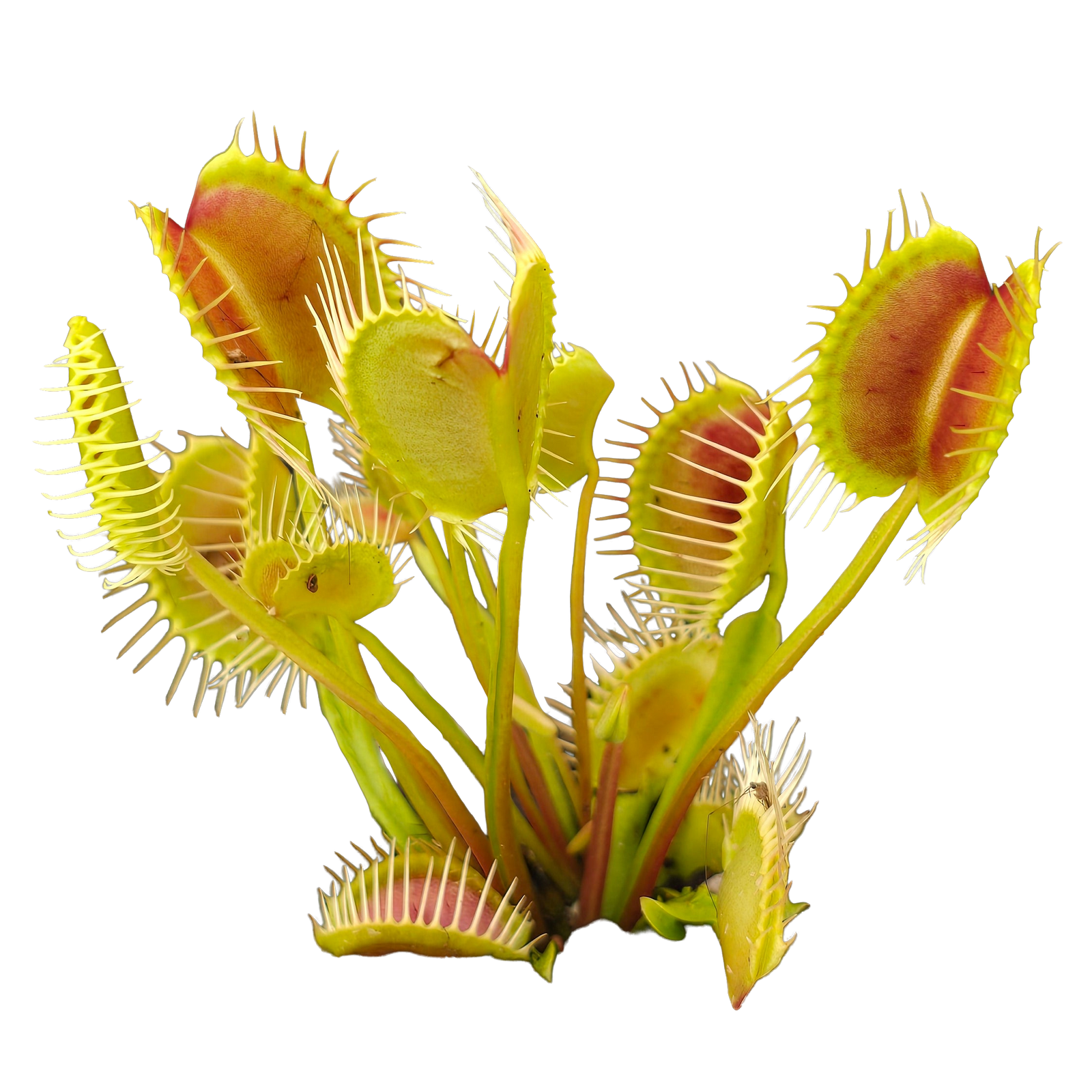 Dionaea muscipula 'Trichterfalle' – Winter Dormant Venus Flytrap