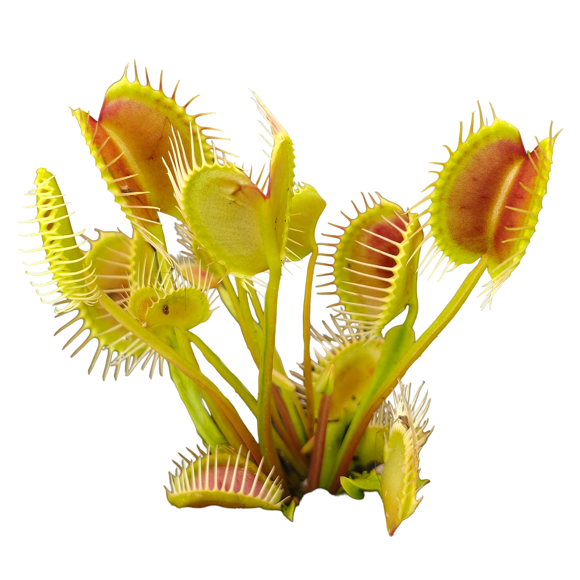 Dionaea muscipula 'Trichterfalle' – Winter Dormant Venus Flytrap