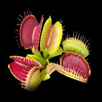 Dionaea muscipula - Venus Fly Trap