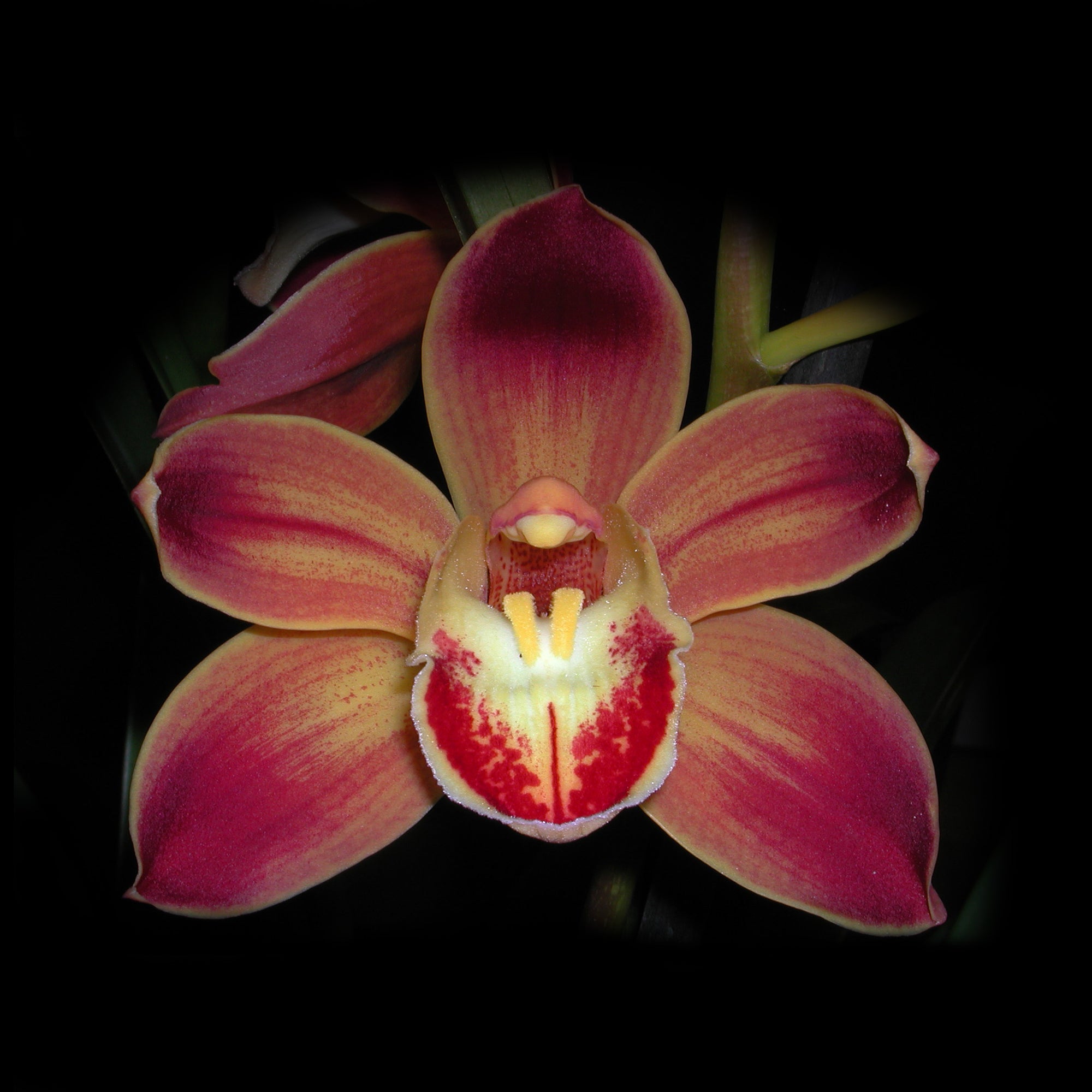 Cymbidium Wallacia 'Burnt Gold'