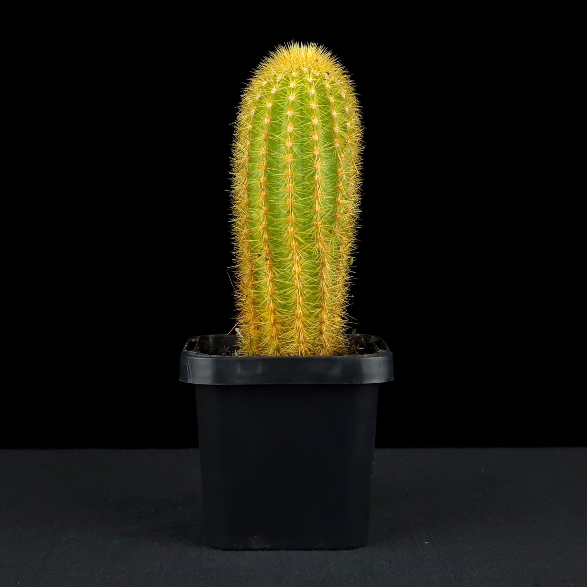 Weberbauerocereus johnsonii
