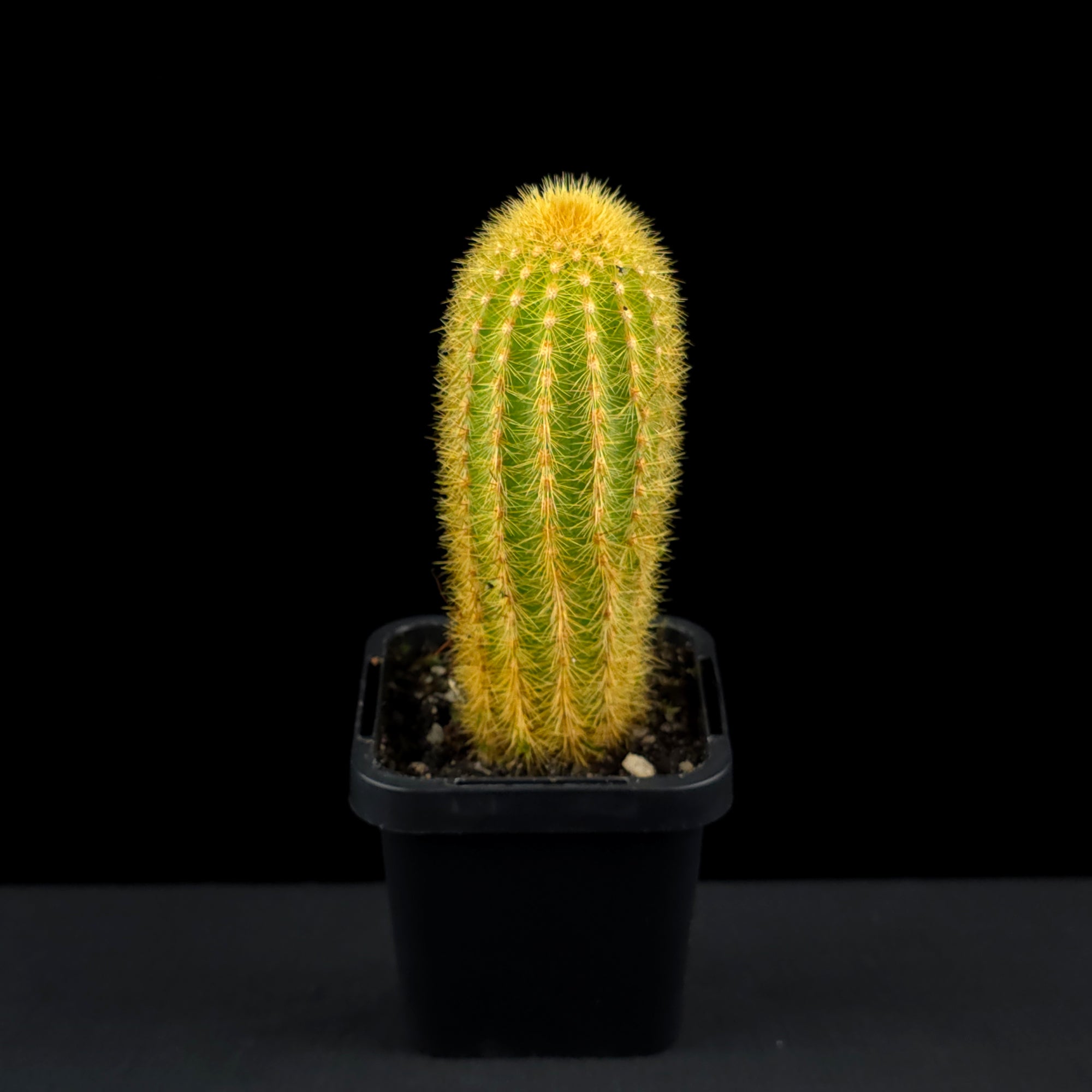 Weberbauerocereus johnsonii