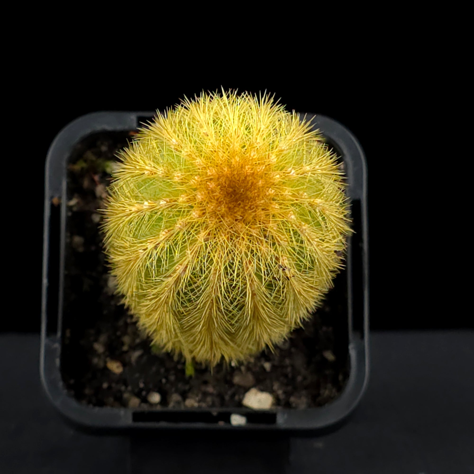 Weberbauerocereus johnsonii