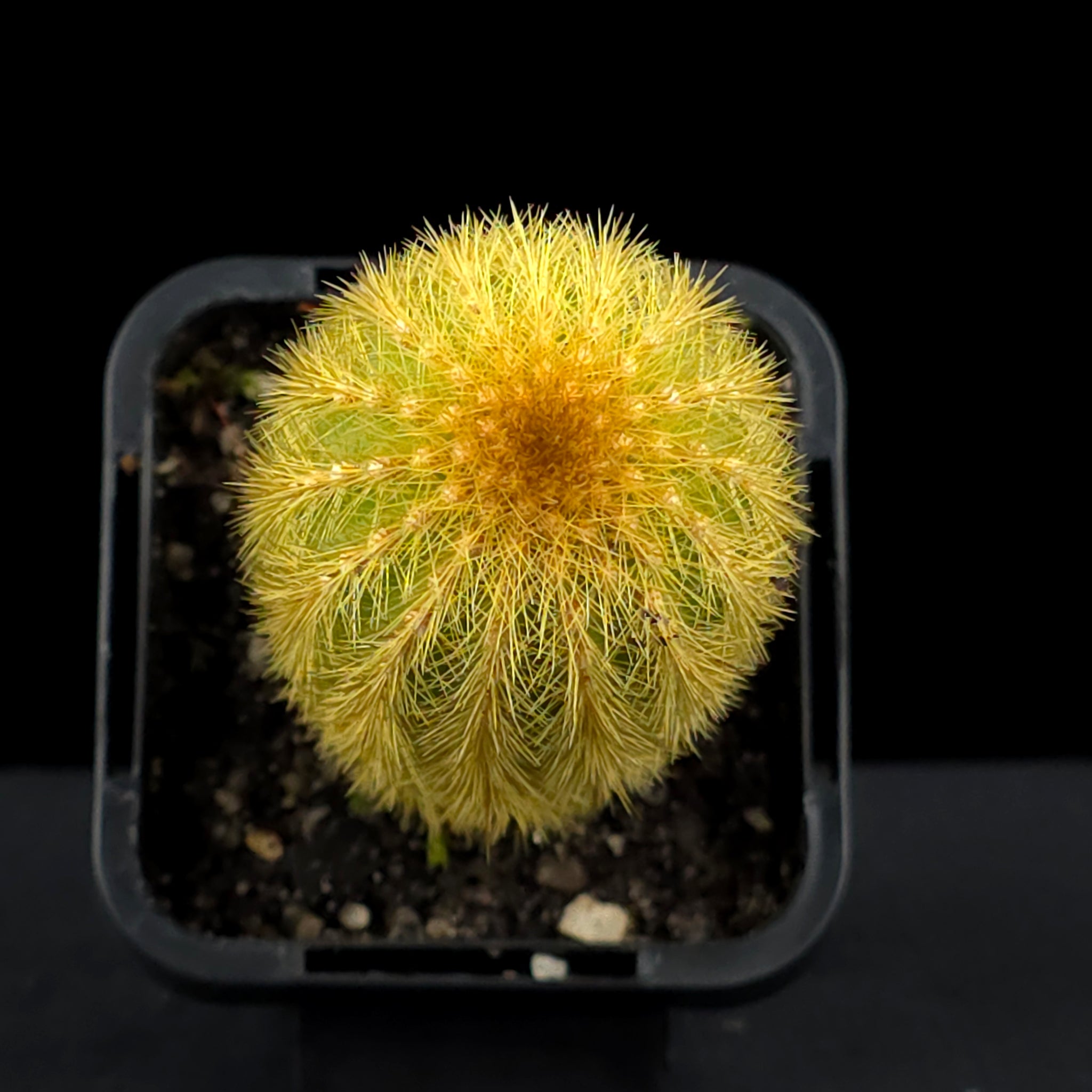 Weberbauerocereus johnsonii