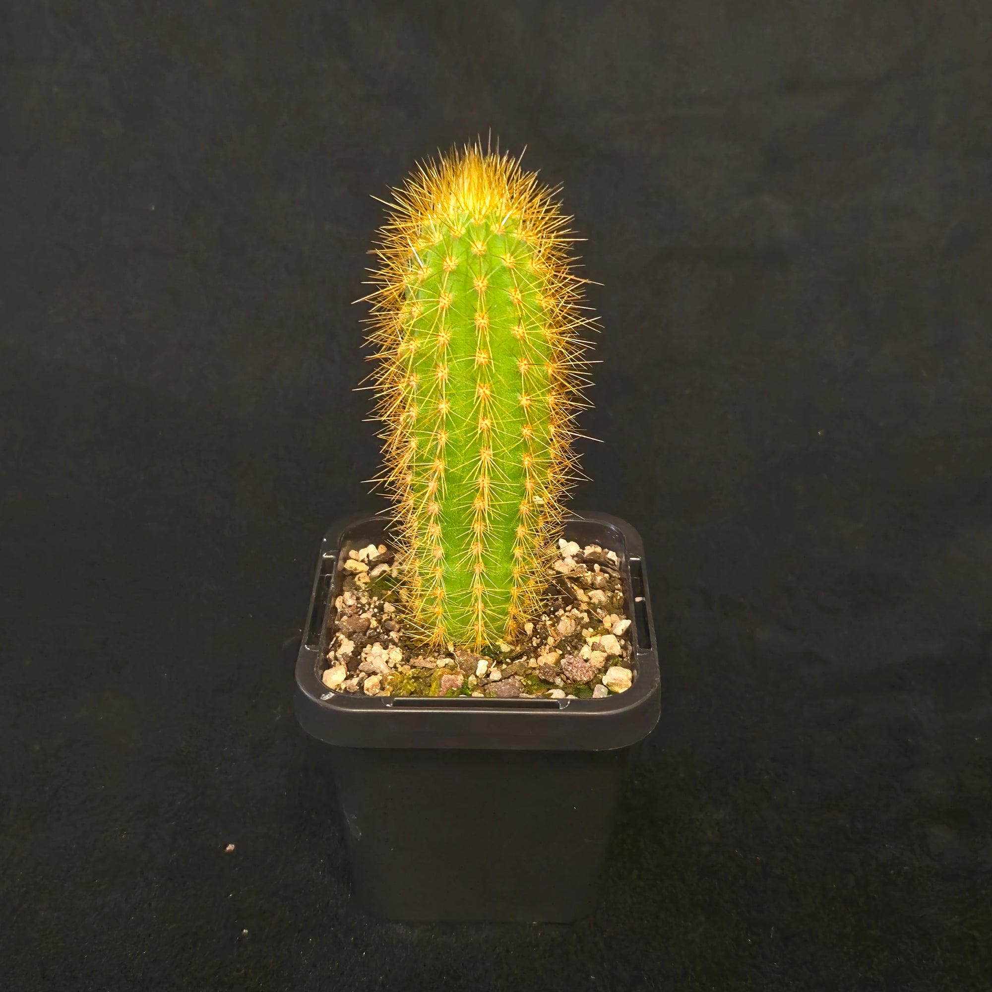 Weberbauerocereus-johnsonii-plant-66