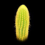 Weberbaurocereus-johnsonii