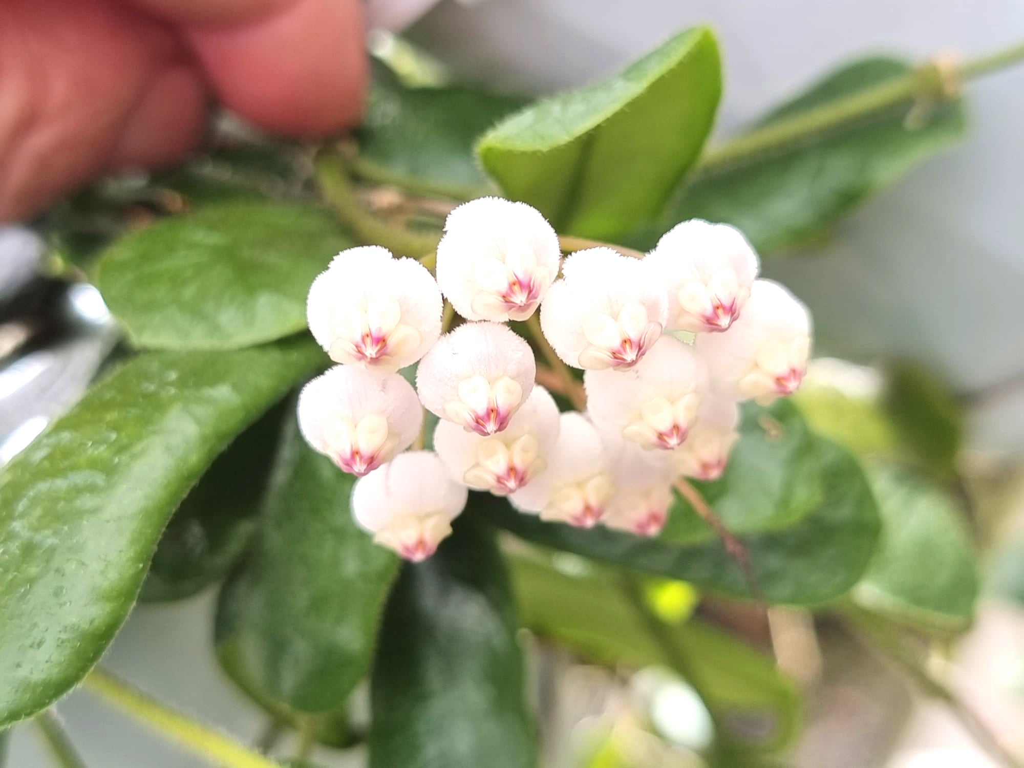 Hoya rotundiflora #147