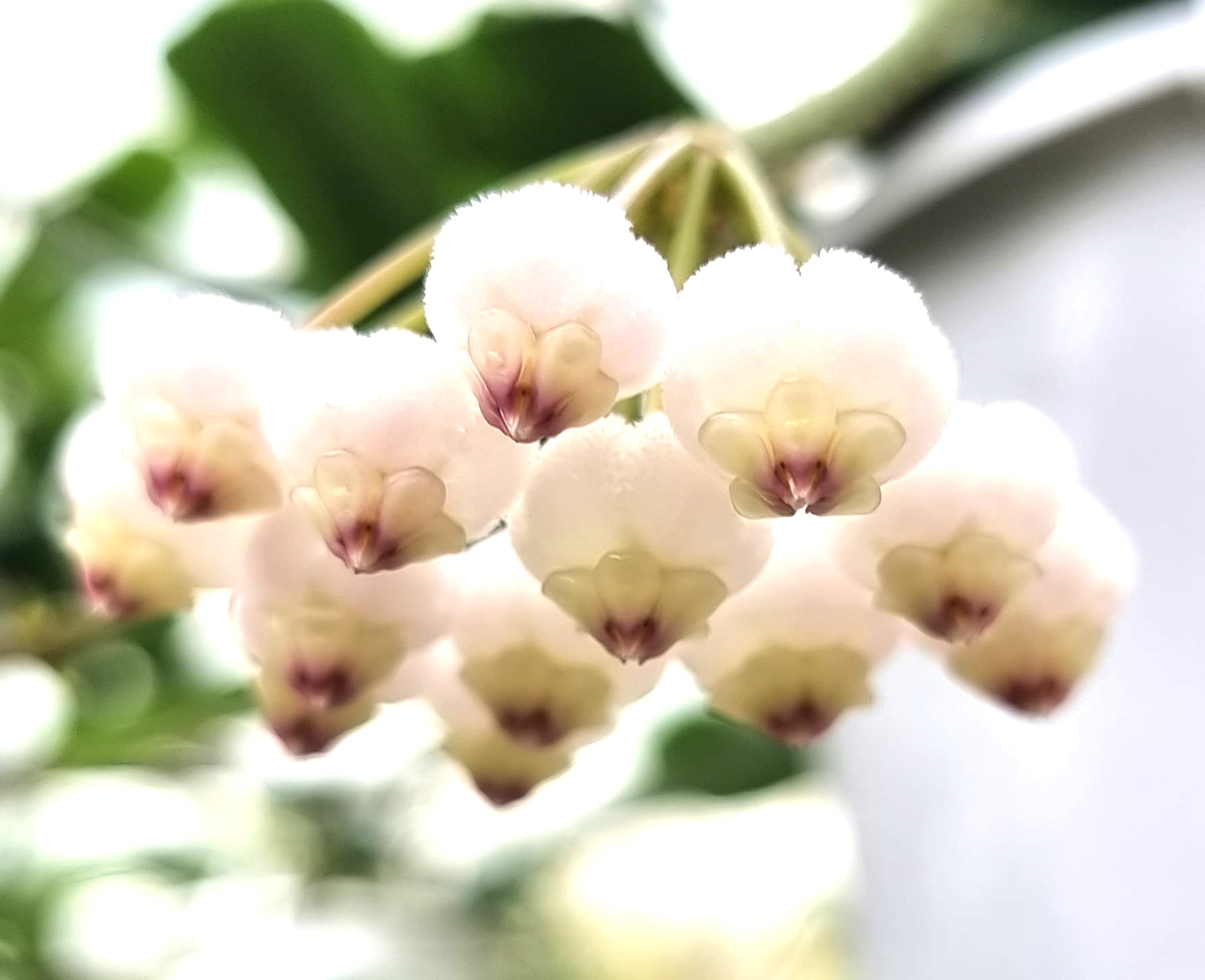 Hoya rotundiflora #147