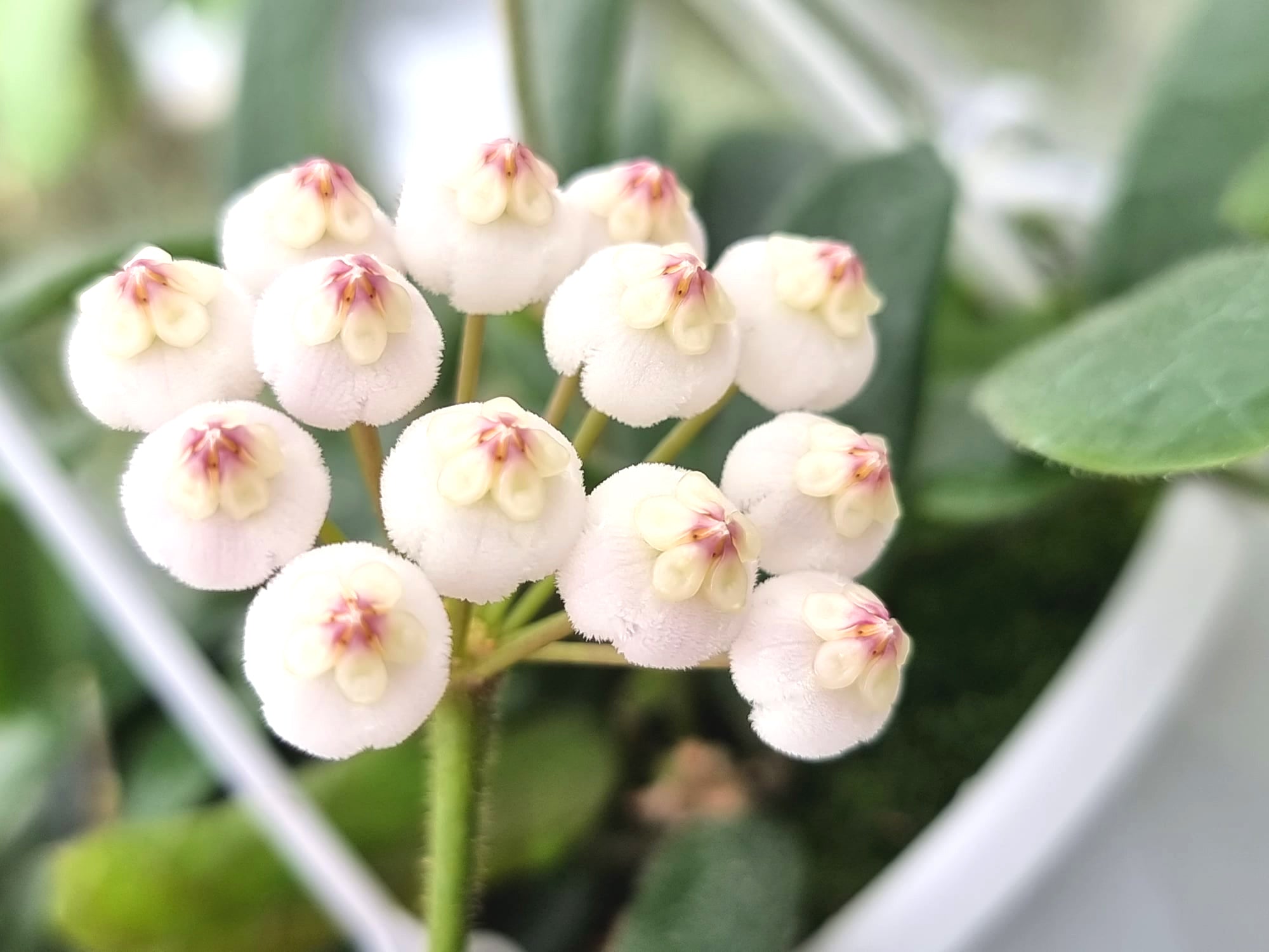 Hoya rotundiflora #147