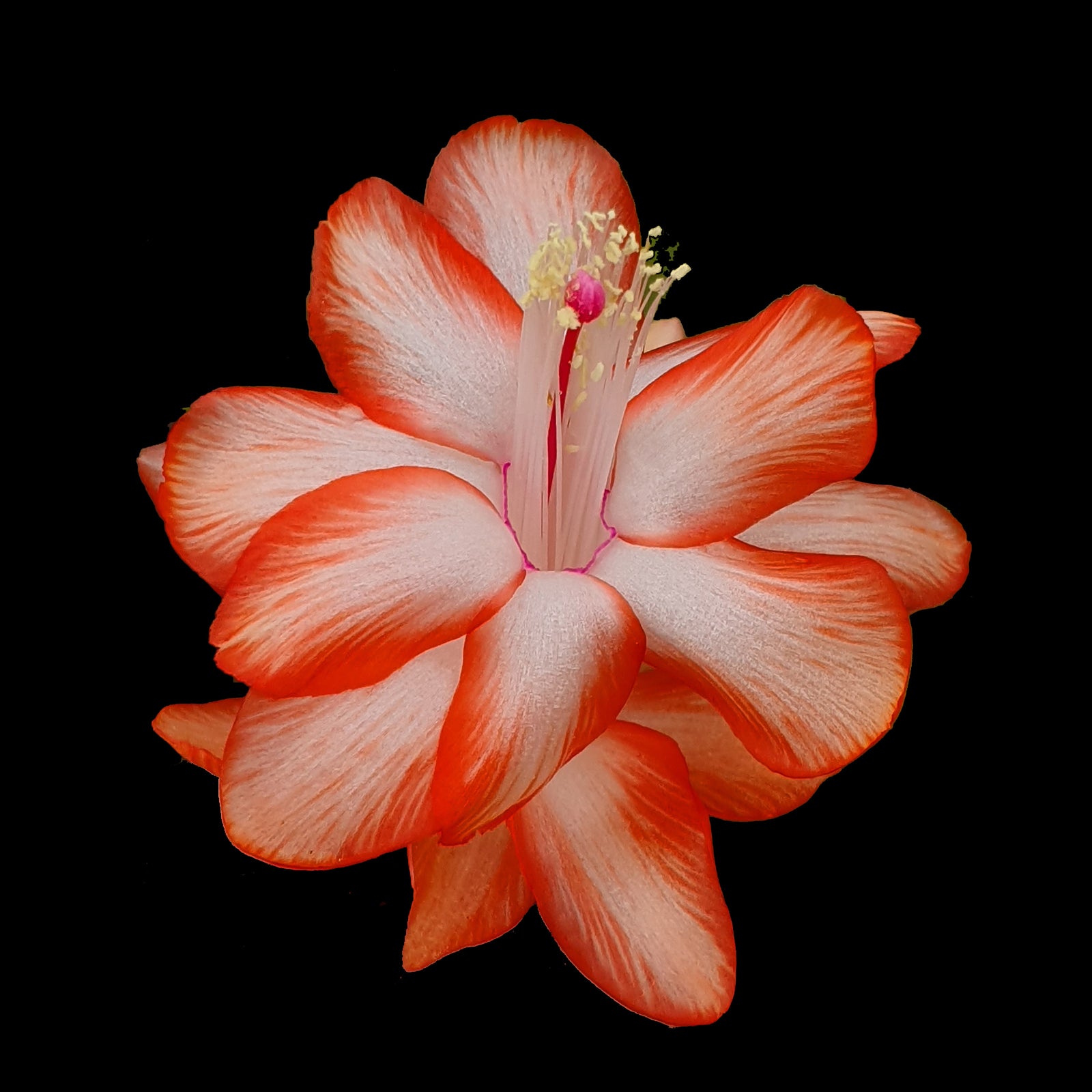 Zygocactus-Schlumbergera-Cecilia