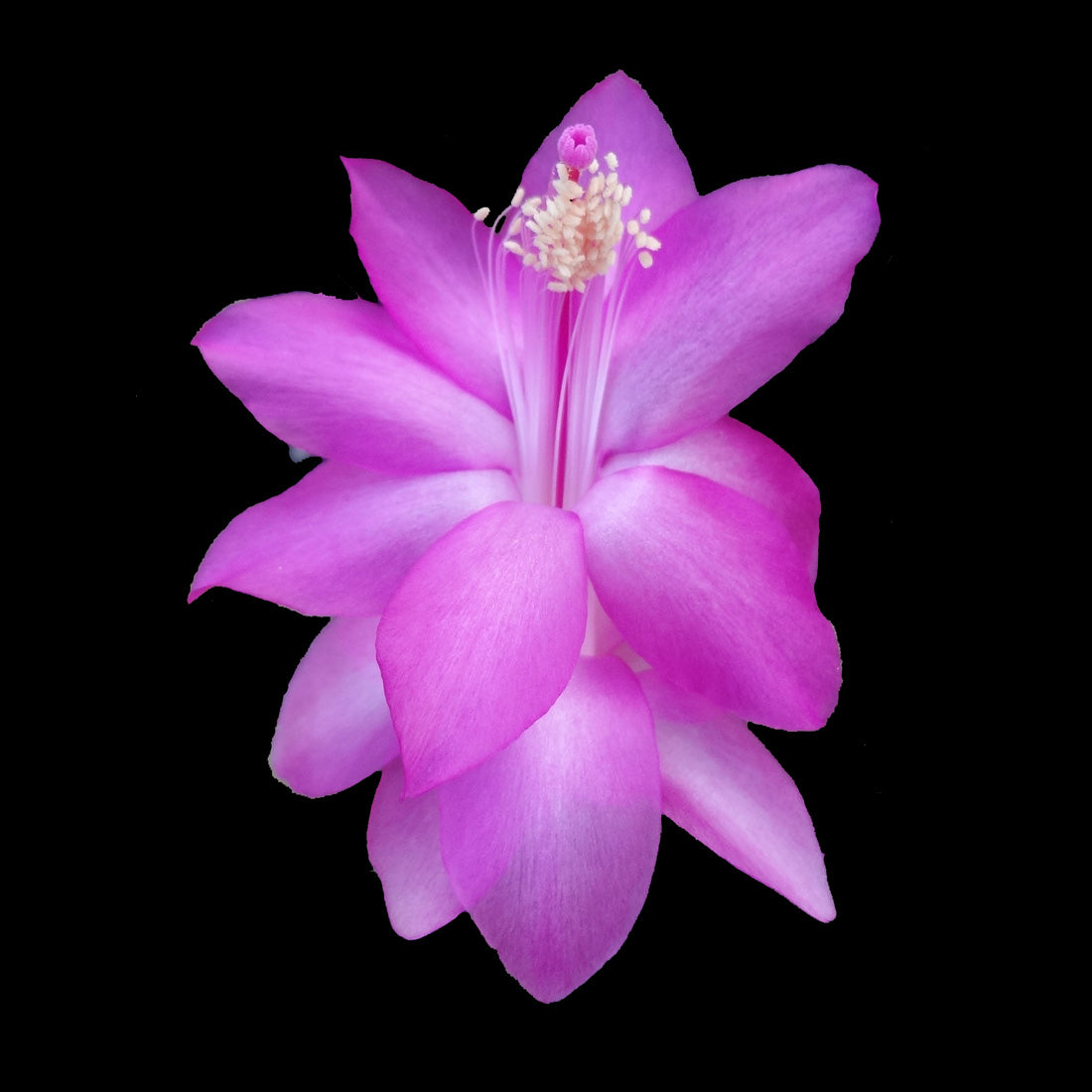 Zygocactus-Schlumbergera-Cyber-Dancer