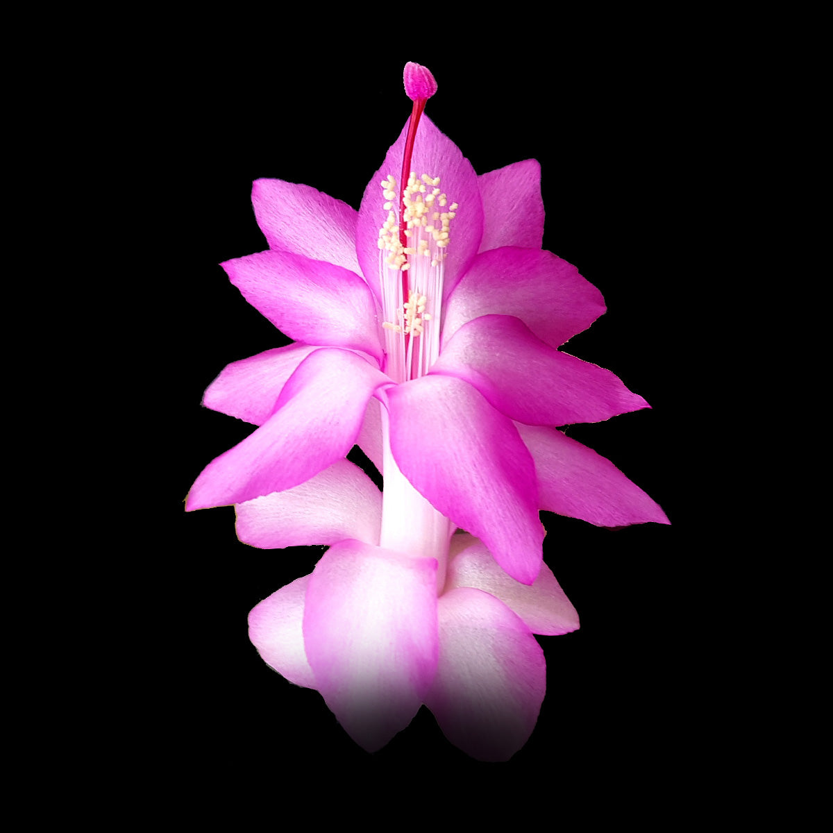 Zygocactus-Schlumbergera-Dutch-Pink