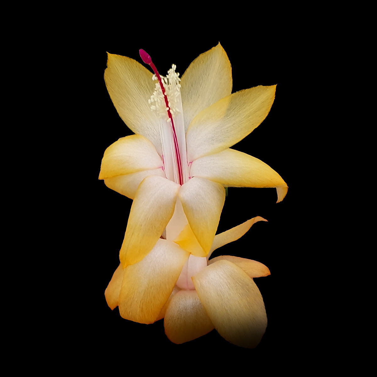 Zygocactus-Schlumbergera-Dutch-Yellow
