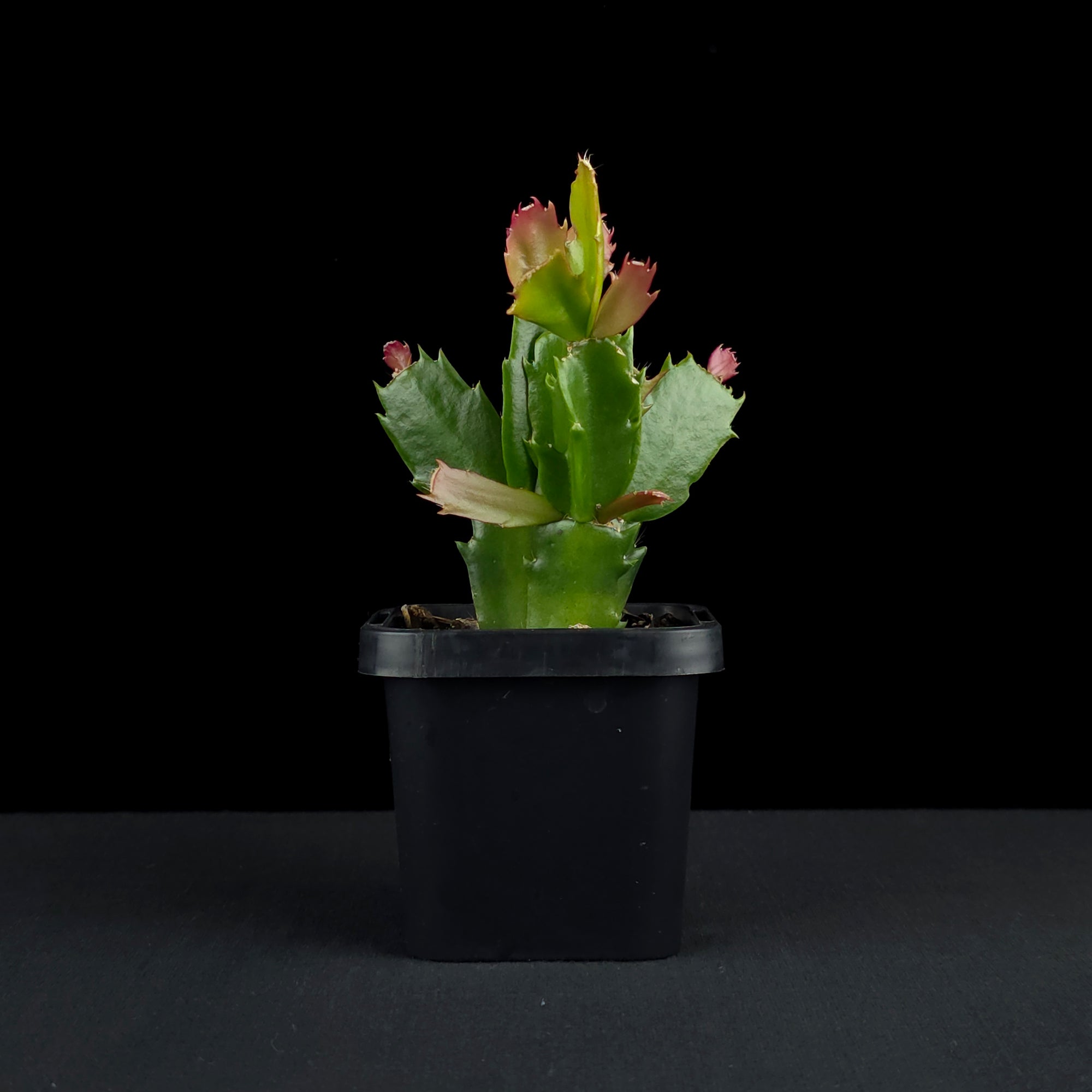 Schlumbergera (Zygocactus) 'Thor Sharon'